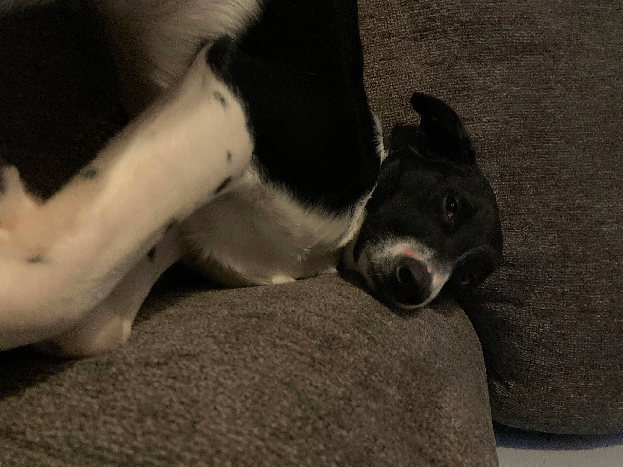 Marshall is registered to the contest to win money with this photo: canidae, carnivore, comfort, companion_dog, dog, dog_breed, fawn, foot, fur, human_leg, mammal, monochrome, monochrome_photography, paw, snout, sporting_group, tail, terrestrial_animal, whiskers, working_animal