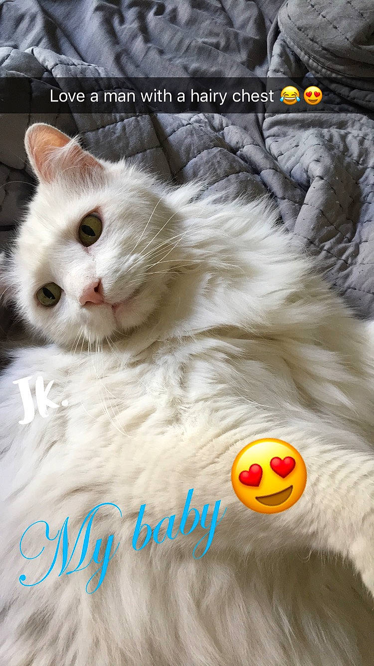 Blizzard joined the competition — help win amazing prizes! carnivore, cat, event, felidae, font, fur, happy, paw, photo_caption, small_to_medium_sized_cats, snout, terrestrial_animal, whiskers