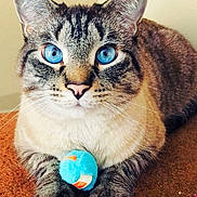 Milo joined the competition — help win amazing prizes! cat, blue_eyes, feline, pet, animal, close_up, paws, toy, furry, indoor, resting, cute, domestic_cat, whiskers, tabby, striped, alert, soft, blue, brown