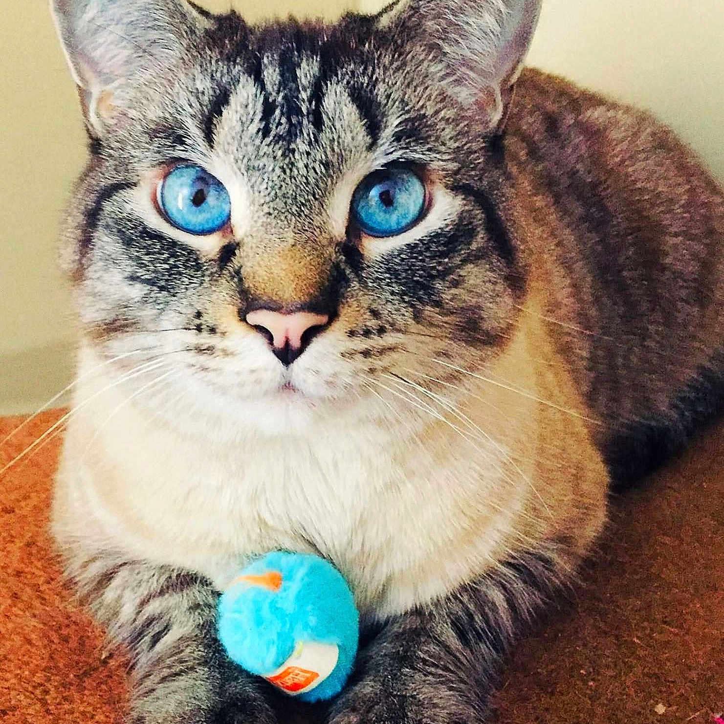 Milo joined the competition — help win amazing prizes! alert, animal, blue, blue_eyes, brown, cat, close_up, cute, domestic_cat, feline, furry, indoor, paws, pet, resting, soft, striped, tabby, toy, whiskers