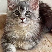Bella a rejoint le concours — aidez-le/la à gagner de superbes lots ! cat, kitten, fluffy, gray, white, fur, cute, pet, animal, indoor, floor, tile, whiskers, ears, paw, young, curious, portrait, mammal, laying_down