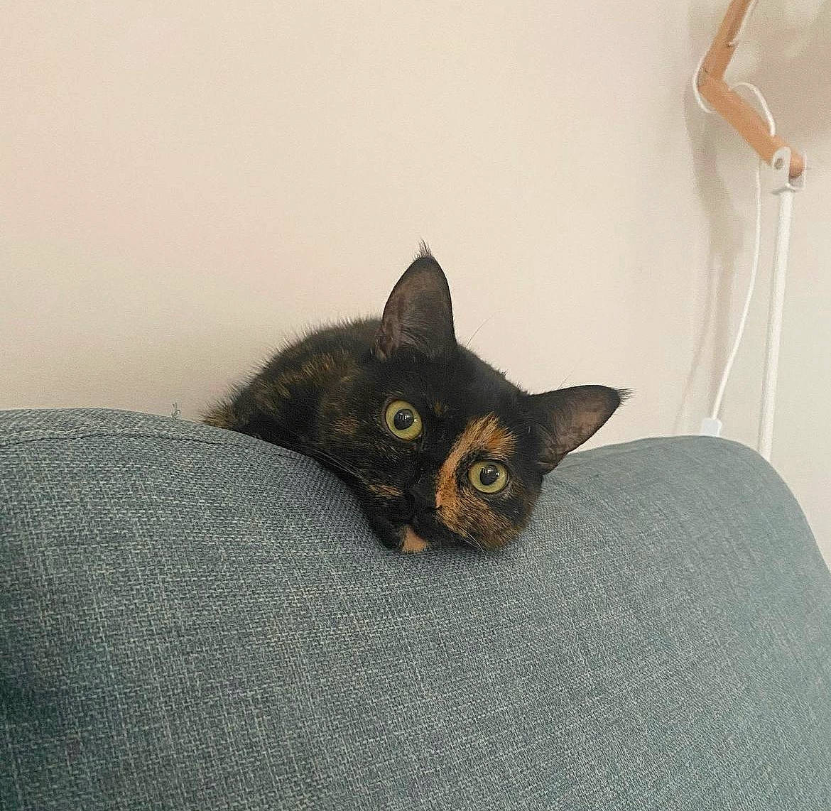 Nala joined the competition — help win amazing prizes! black_cat, carnivore, cat, cat_supply, comfort, domestic_short_haired_cat, ear, fawn, felidae, fur, grey, havana_brown, linens, small_to_medium_sized_cats, snout, tail, terrestrial_animal, whiskers