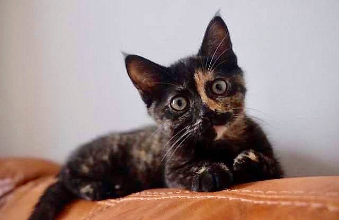 Nala joined the competition — help win amazing prizes! carnivore, cat, cat_supply, comfort, domestic_short_haired_cat, ear, felidae, fur, paw, pet_supply, small_to_medium_sized_cats, snout, terrestrial_animal, whiskers