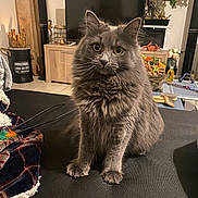 Kiara a rejoint le concours — aidez-le/la à gagner de superbes lots ! cat, gray_cat, fluffy_cat, indoor, living_room, furniture, television, plant, flower, table, blanket, cozy, pet, whiskers, domestic_cat, curious, sitting, household_items, decor, fur