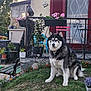 dog, husky, grass, flower_pot, flowers, garden, house, window, door, chair, bench, plant, fence, bird, outdoor, pet, yard, nature, animal, daytime