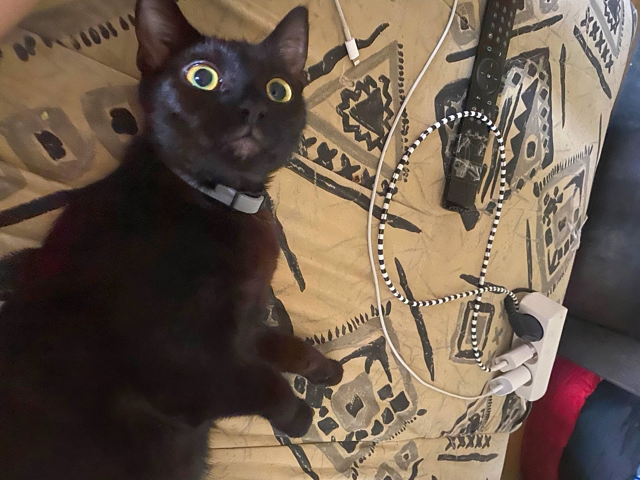 Karma a rejoint le concours — aidez-le/la à gagner de superbes lots ! art, black_cat, bombay, carmine, carnivore, cat, domestic_short_haired_cat, fashion_accessory, felidae, font, fur, illustration, metal, personal_protective_equipment, small_to_medium_sized_cats, snout, tail, whiskers