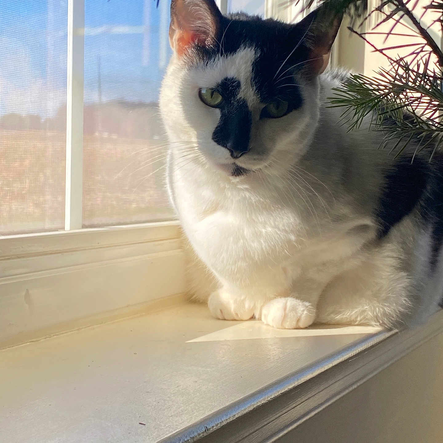 Oreo is registered to the contest to win money with this photo: abyssinian, angora, animal, cat, kitten, manx, pet, plant, siamese, tree, window, windowsill