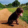 animal, chocolate, collar, daytime, dog, grass, greenery, happy, labrador, nature, neighborhood, outdoor, path, pet, puppy, sitting, sky, sunlight, tongue_out, trees