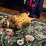 Phoebe is registered to the contest to win money with this photo: cat, tabby_cat, indoor, carpet, floral_pattern, floor, wood_floor, pet, animal, fur, lying_down, relaxed, paws, curious, jacket, chair, plastic_bag, home, cozy, domestic