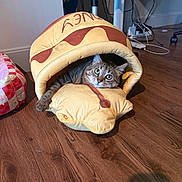 Phoebe joined the competition — help win amazing prizes! cat, tabby, pet_bed, plush, hot_dog_shape, wooden_floor, indoor, cozy, curious, paw, furniture, cables, floor, animal, cute, green_eyes, resting, home, soft, pet