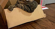 Phoebe joined the competition — help win amazing prizes! cat, tabby, cardboard_box, floor, wooden_floor, pet, indoor, feline, mop, door, relaxed, animal, cute, domestic_animal, fur, whiskers, paw, resting, looking, household
