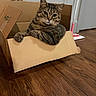 cat, tabby, cardboard_box, floor, wooden_floor, pet, indoor, feline, mop, door, relaxed, animal, cute, domestic_animal, fur, whiskers, paw, resting, looking, household