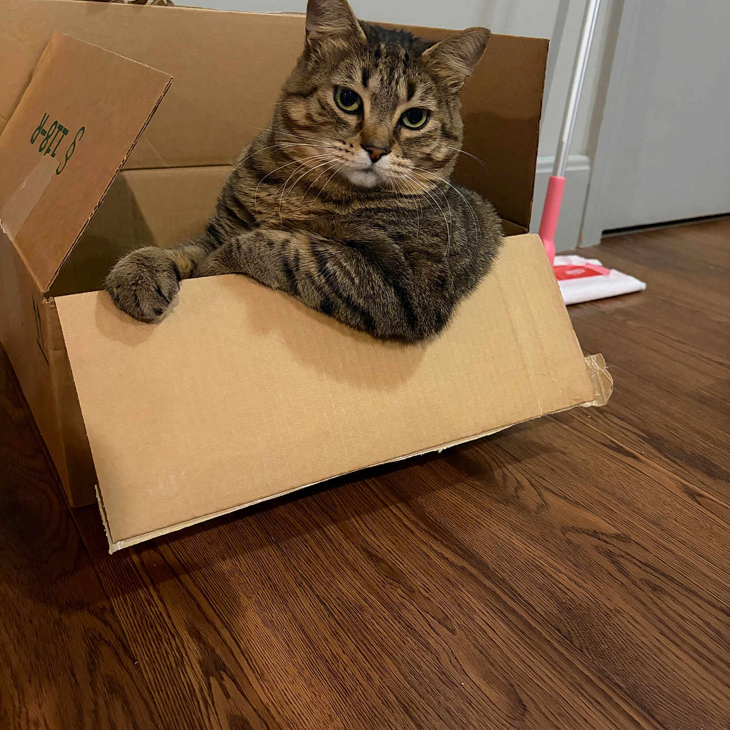Phoebe