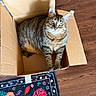 Phoebe is registered to the contest to win money with this photo: cat, tabby_cat, cardboard_box, green_eyes, wooden_floor, rug, floral_pattern, indoor, pet, feline, curious, sitting, cozy, domestic_animal, whiskers, paws, closeup, looking_up, striped_fur, household