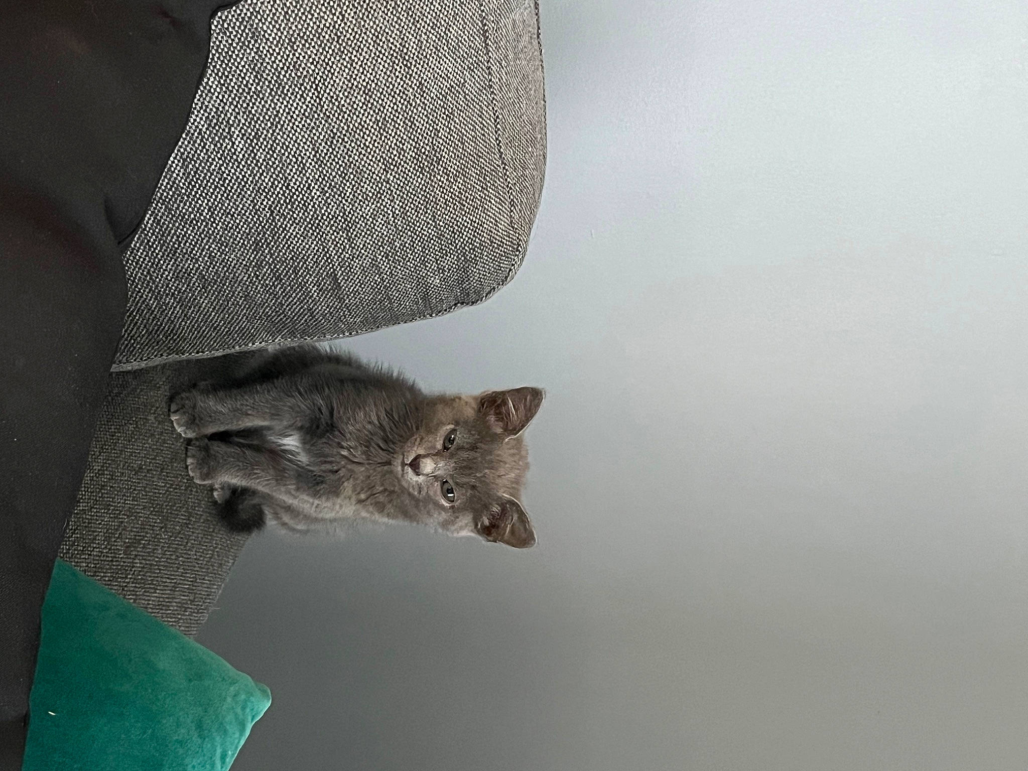 Ruby participe au concours pour gagner de l'argent avec cette photo : canidae, carnivore, cat, comfort, domestic_short_haired_cat, fashion_accessory, fawn, felidae, fox_squirrel, fur, grey, hat, mammal, room, small_to_medium_sized_cats, tail, tree, vertebrate, whiskers, wood