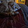 bed, blanket, cat, cats, cozy, cuddling, fan, feline, fur, home_decor, indoor, nap, orange_cat, paws, relaxed, sleeping, sleepy, tabby, tail, textile