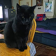 Buddy joined the competition — help win amazing prizes! black_cat, cat, wooden_table, chair, living_room, couch, blanket, painting, wall_art, remote_control, carpet, furniture, indoor, pet, animal, domestic_cat, sitting, ears, whiskers, expression