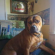 Duke. joined the competition — help win amazing prizes! animal, animal_skull, brown_dog, canine, collar, couch, cozy, decor, dog, expression, furniture, home, indoor, light, looking, pet, portrait, seated, vintage_sign, window