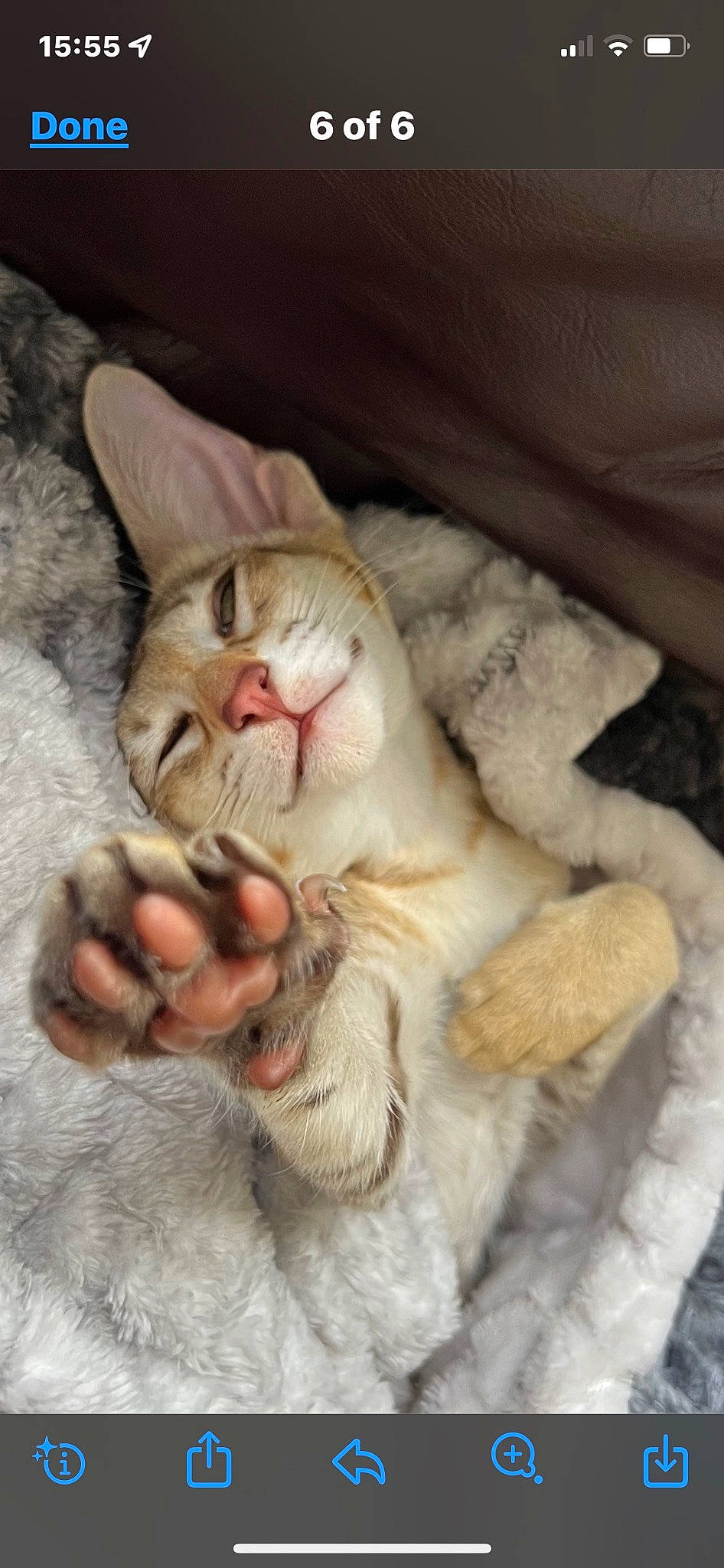 Pickle is registered to the contest to win money with this photo: carnivore, cat, cat_supply, claw, comfort, domestic_short_haired_cat, fang, fawn, felidae, fur, gesture, nail, nap, paw, photo_caption, small_to_medium_sized_cats, snout, tail, whiskers