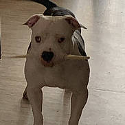 Rampage a rejoint le concours — aidez-le/la à gagner de superbes lots ! dog, indoor, wooden_floor, stick, pet, animal, playful, standing, canine, white, black, ears, tail, floor, domestic, friend, companion, mammal, cute, alert