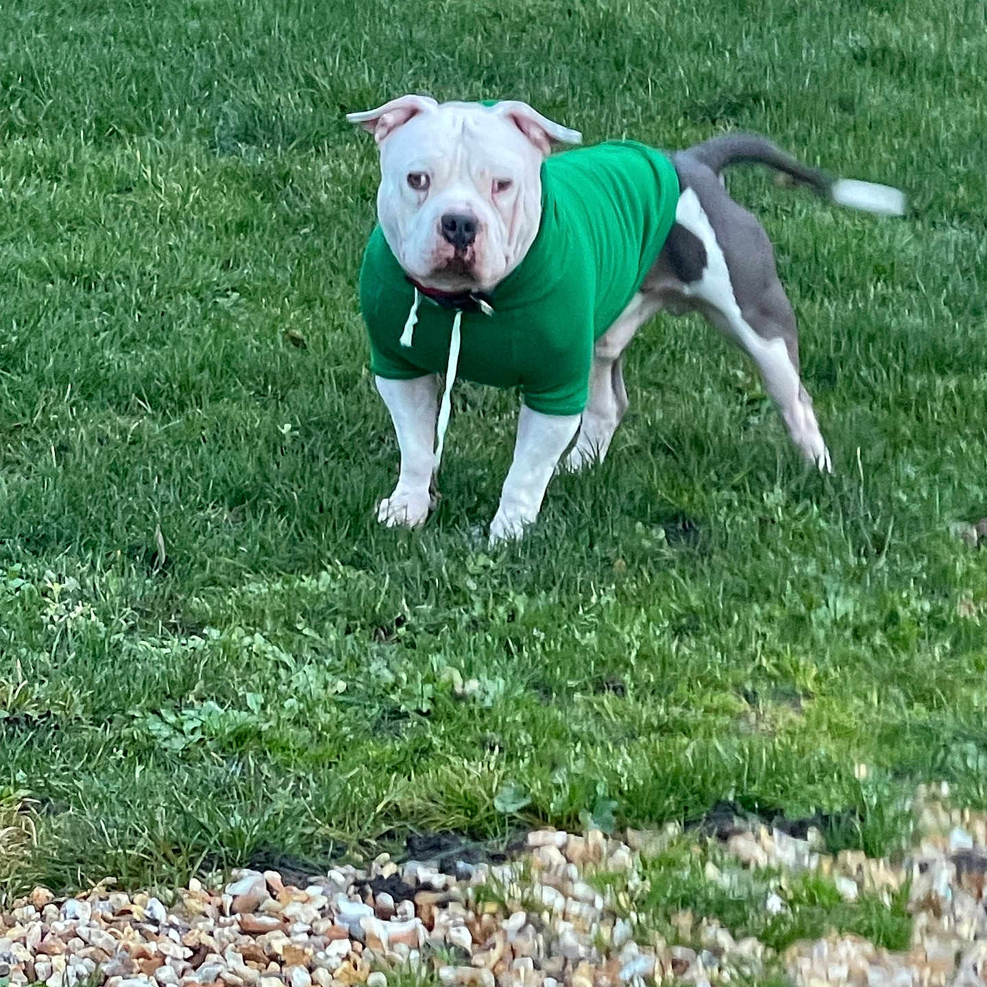 Rampage a rejoint le concours — aidez-le/la à gagner de superbes lots ! alert, animal, canine, clothing, daylight, dog, grass, gray_dog, green_hoodie, ground, hoodie, lawn, nature, outdoor, park, paw, pet, standing, tail, white_dog