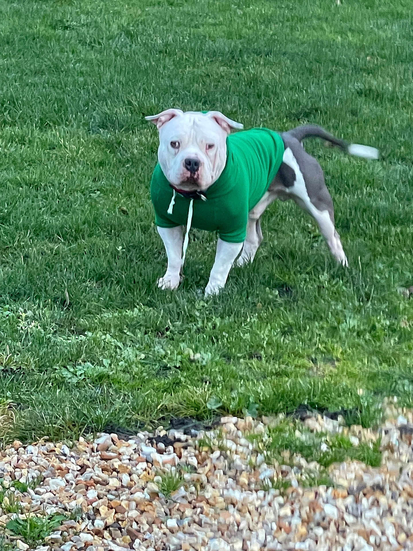 Rampage a rejoint le concours — aidez-le/la à gagner de superbes lots ! dog, green_hoodie, grass, outdoor, pet, animal, white_dog, gray_dog, lawn, ground, canine, standing, alert, hoodie, clothing, nature, daylight, park, paw, tail