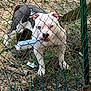 dog, fence, outdoor, grass, pet, animal, playful, blue_object, wire_fence, nature, canine, yard, brown, white, standing, focused, mouth, ears, ground, daylight