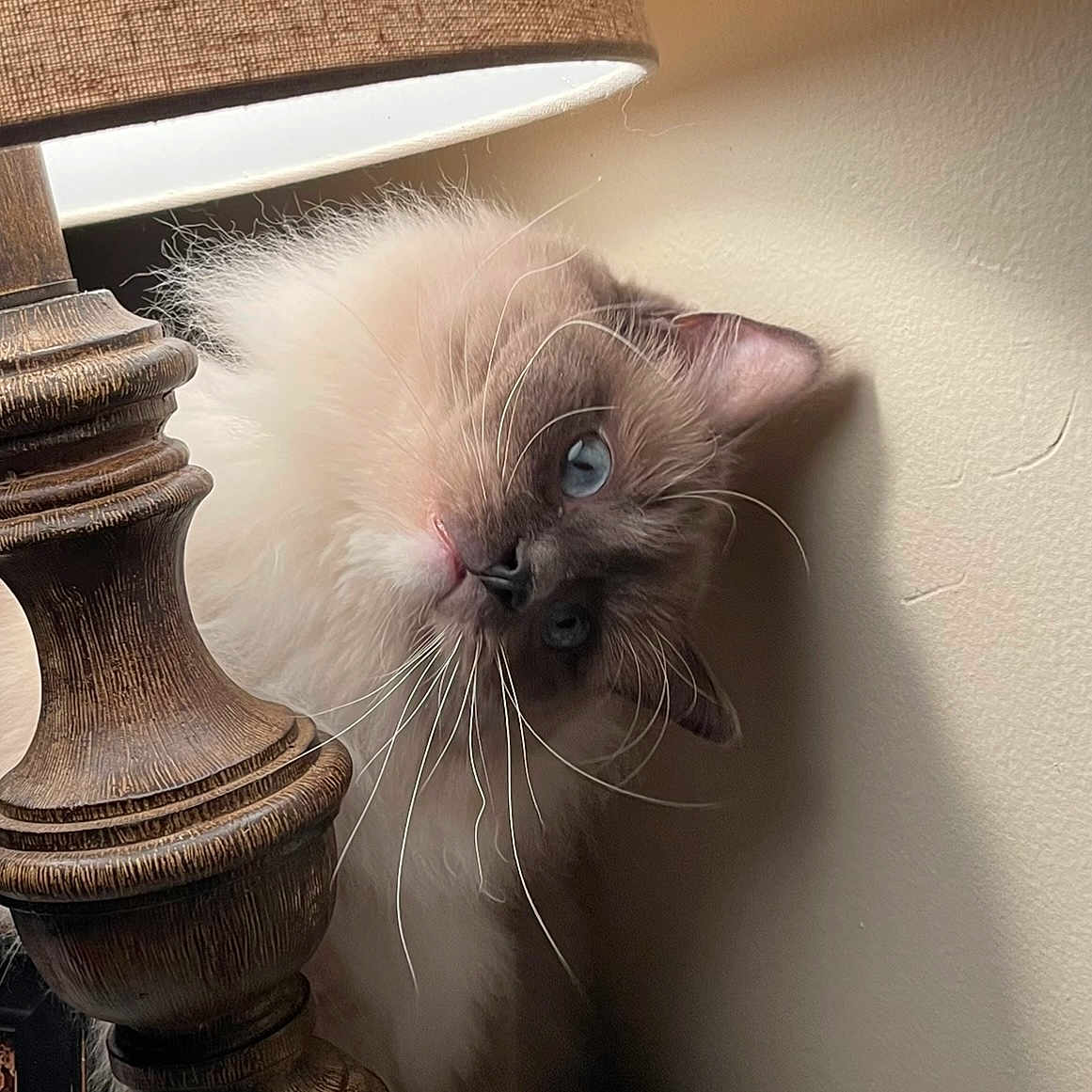 Bandit is registered to the contest to win money with this photo: angora, animal, architecture, building, cat, furniture, hardwood, indoors, interiordesign, kitten, lamp, lampshade, livingroom, manx, pet, plant, pottedplant, siamese, tablelamp, wood