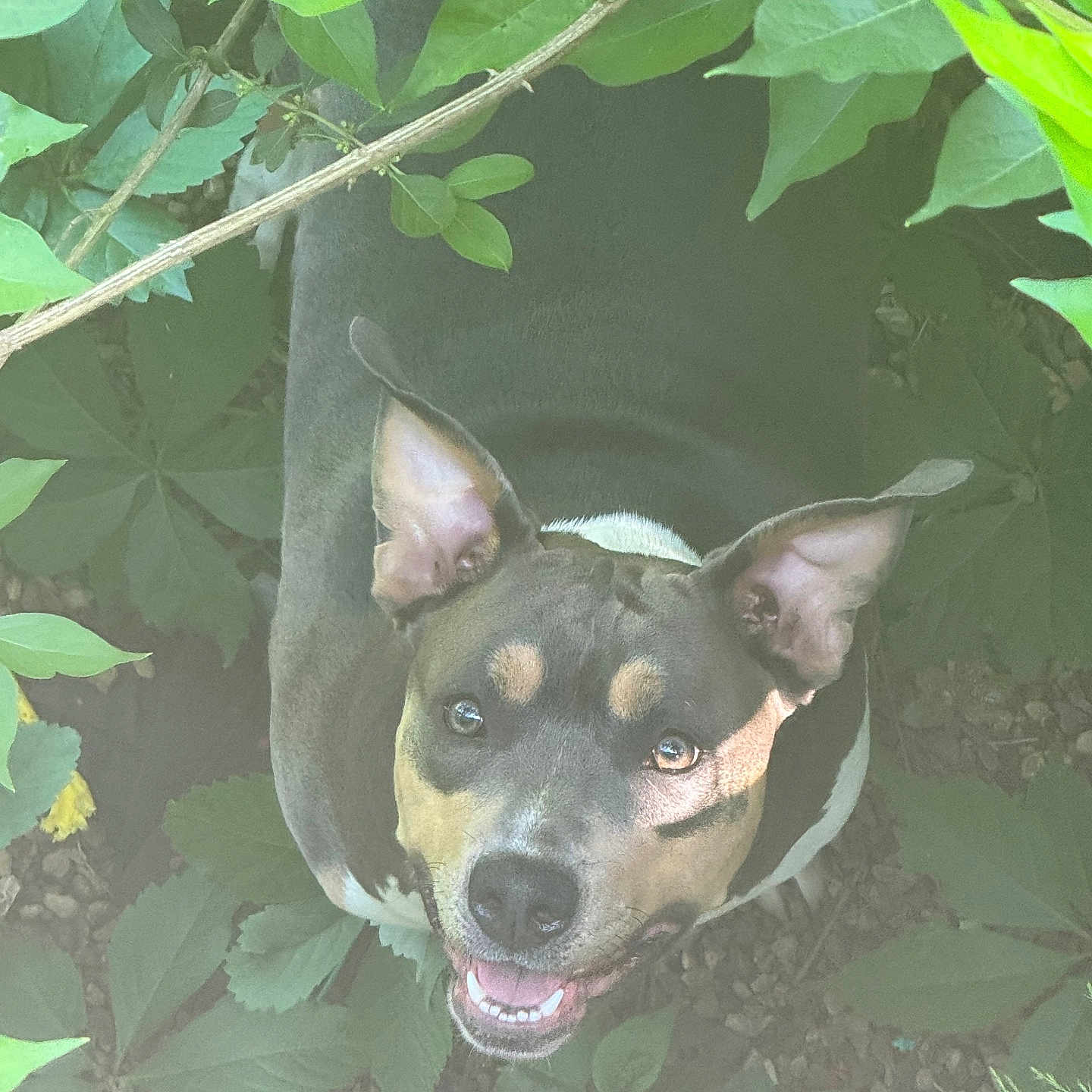 Sosa is registered to the contest to win money with this photo: animal, canine, dog, face, grass, green, head, herbal, herbs, hound, land, leaf, person, pet, photography, plant, portrait, puppy, soil, vegetation