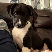 Gibson is registered to the contest to win money with this photo: animal, black_and_white, blanket, collar, couch, cozy, curtains, cute, dog, domestic_animal, ears, face, fur, indoor, looking, nose, pet, puppy, sitting, young