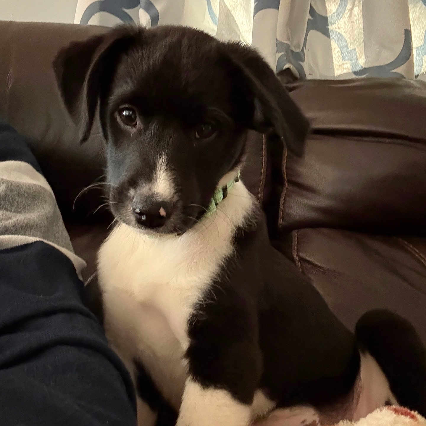 Gibson is registered to the contest to win money with this photo: animal, black_and_white, blanket, collar, couch, cozy, curtains, cute, dog, domestic_animal, ears, face, fur, indoor, looking, nose, pet, puppy, sitting, young