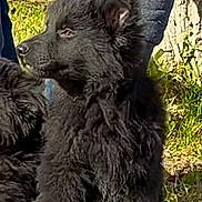 Wyatt participe au concours pour gagner de l'argent avec cette photo : dog, black_dog, fluffy, fur, outdoor, grass, pet, canine, animal, nature, sunlight, sitting, portrait, companion, domestic_animal, side_view, person_legs, tree_trunk, daylight, park