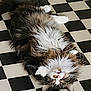 cat, fluffy, relaxed, lying_down, upside_down, black_and_white, checkered_floor, indoor, pet, fur, whiskers, paws, cute, sleepy, domestic_animal, mammal, long_hair, resting, close_up, floor