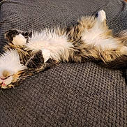 Tiger a rejoint le concours — aidez-le/la à gagner de superbes lots ! cat, fluffy, relaxed, lying_down, paws_up, indoor, blanket, gray, fur, pet, cute, sleeping, cozy, texture, striped, tabby, white_paws, whiskers, floor, checkered