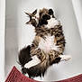 animal, bathtub, cat, cozy, cute, domestic, feline, fluffy, fur, home, indoor, mammal, mat, pet, pink, relaxed, resting, whiskers, white, yellow_eyes