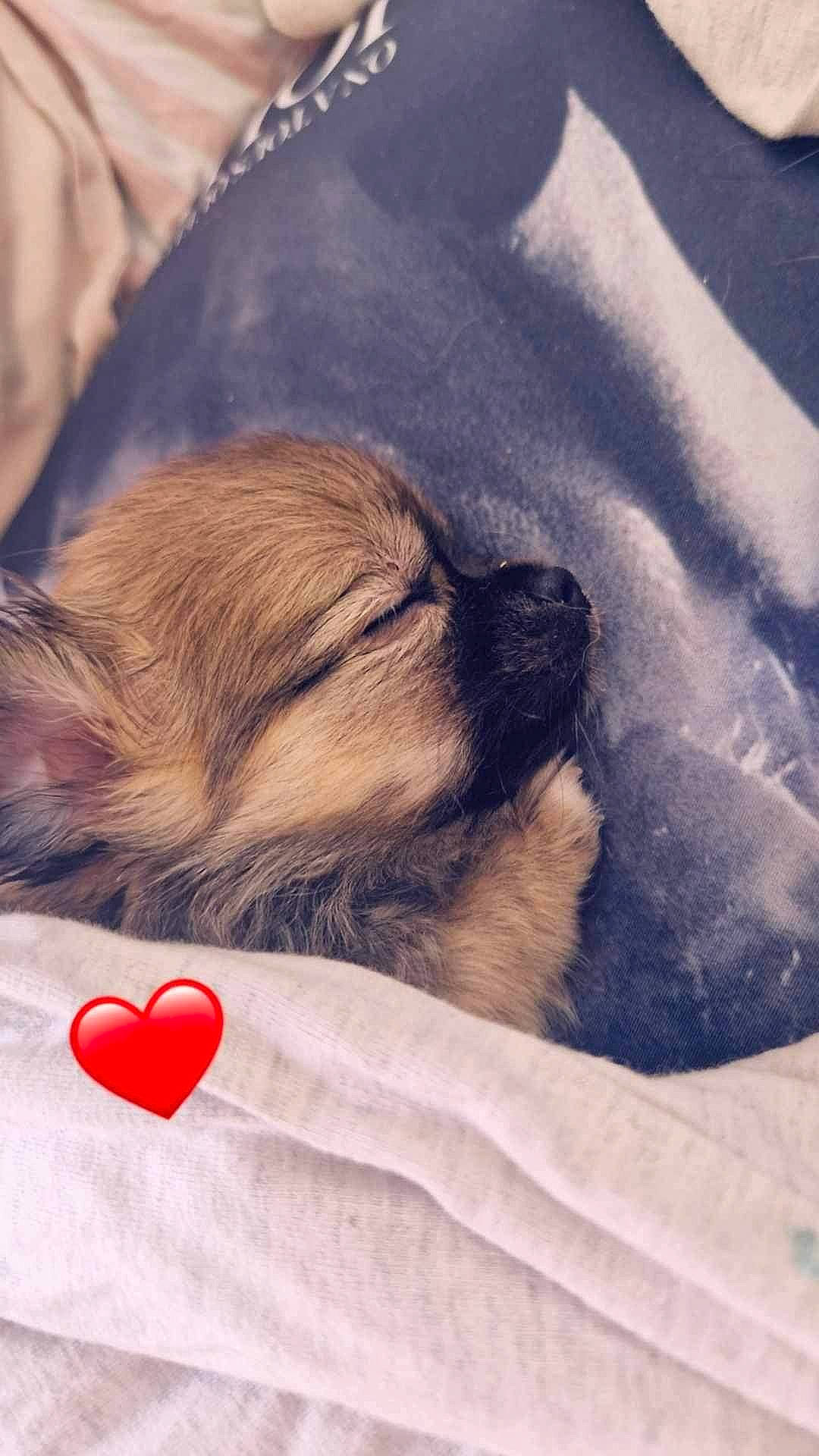 Priska a rejoint le concours — aidez-le/la à gagner de superbes lots ! bedtime, canidae, carmine, carnivore, cloud, comfort, companion_dog, dog, dog_breed, fawn, flooring, fur, linens, liver, love, paw, puppy_love, sporting_group, toy_dog, whiskers