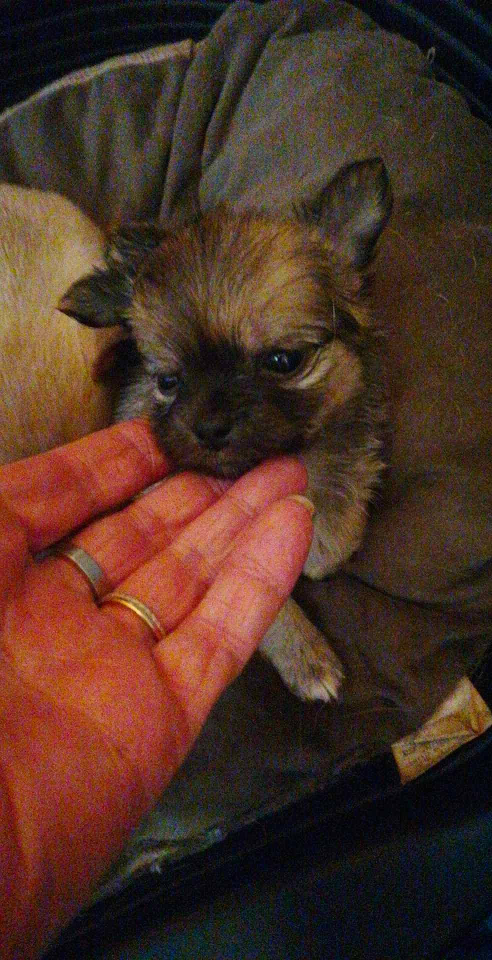 Priska participe au concours pour gagner de l'argent avec cette photo : canidae, carnivore, companion_dog, dog, dog_breed, ear, fawn, fur, liver, nail, non_sporting_group, puppy, snout, sporting_group, toy_dog, working_animal