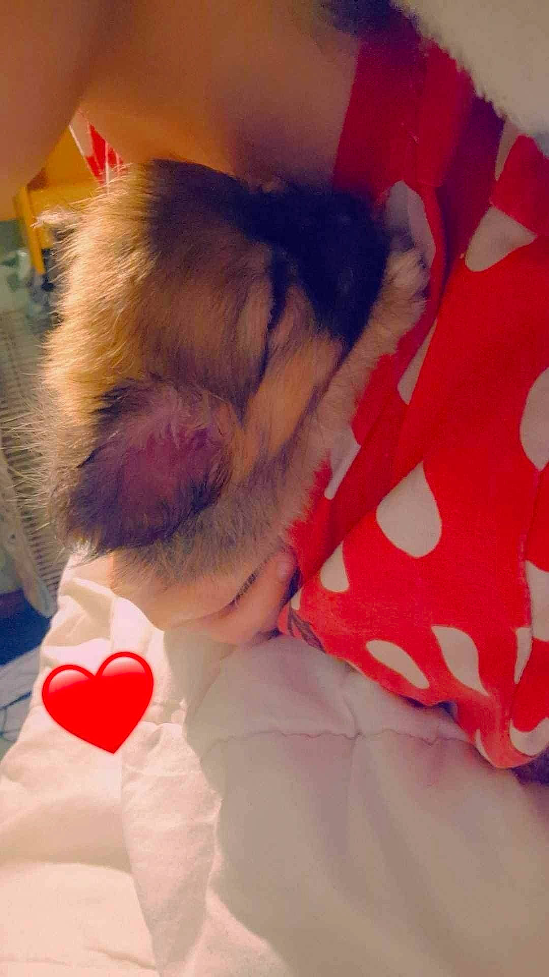 Priska a rejoint le concours — aidez-le/la à gagner de superbes lots ! beard, carmine, cloud, comfort, companion_dog, felidae, finger, fur, gesture, happy, human_body, human_leg, love, pink, red, stuffed_toy, tail, textile, thigh, toy