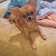 Priska a rejoint le concours — aidez-le/la à gagner de superbes lots ! dog, small_dog, chihuahua, couch, blanket, furniture, indoor, pet, ears, fur, cute, animal, relaxed, looking_at_camera, brown_fur, cozy, home, resting, domestic_animal, companion