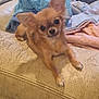dog, small_dog, chihuahua, couch, blanket, furniture, indoor, pet, ears, fur, cute, animal, relaxed, looking_at_camera, brown_fur, cozy, home, resting, domestic_animal, companion