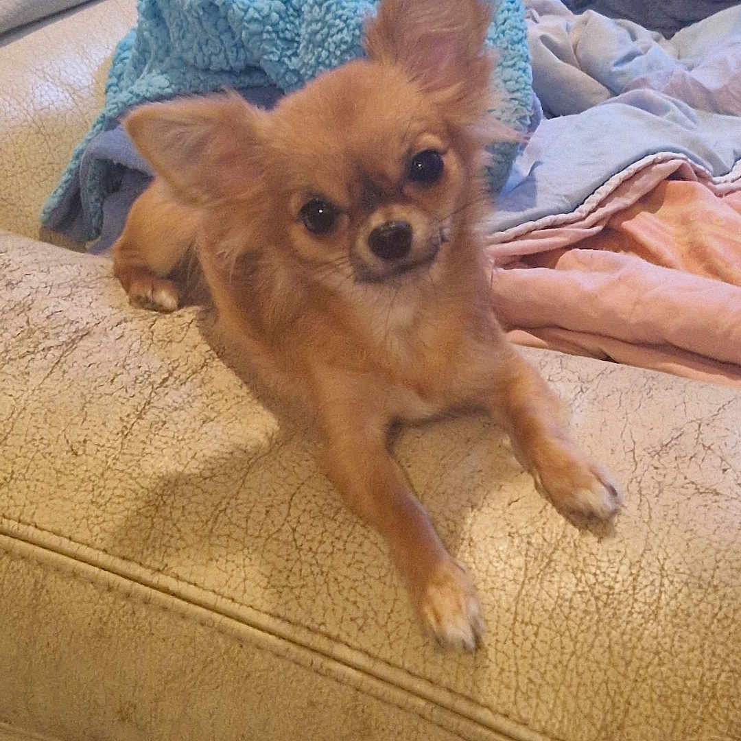 Priska a rejoint le concours — aidez-le/la à gagner de superbes lots ! animal, blanket, brown_fur, chihuahua, companion, couch, cozy, cute, dog, domestic_animal, ears, fur, furniture, home, indoor, looking_at_camera, pet, relaxed, resting, small_dog