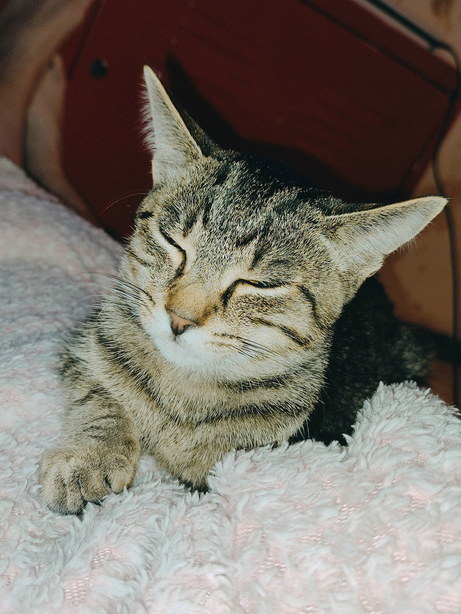 Samma participe au concours pour gagner de l'argent avec cette photo : bobcat, carnivore, cat, cat_supply, claw, comfort, domestic_short_haired_cat, fawn, felidae, fur, paw, sitting, small_to_medium_sized_cats, snout, tail, terrestrial_animal, whiskers, wildlife, window