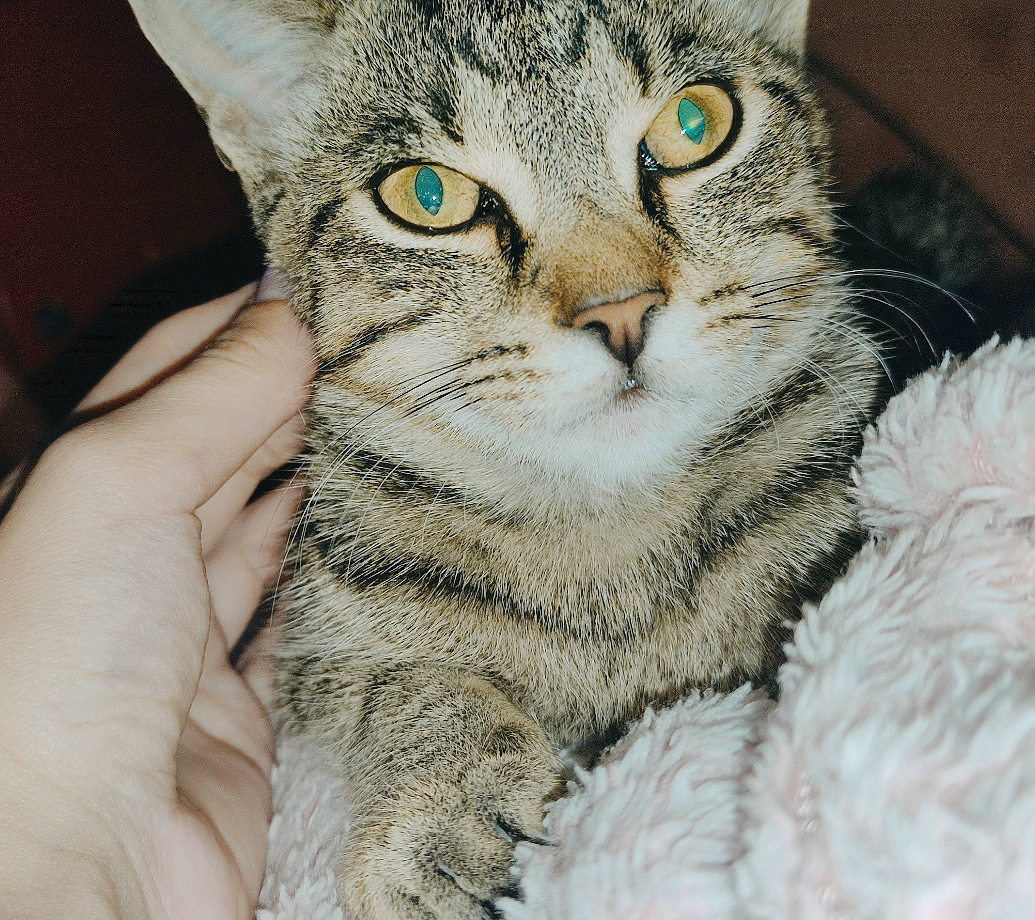 Samma participe au concours pour gagner de l'argent avec cette photo : carnivore, cat, claw, comfort, domestic_short_haired_cat, eye, felidae, fur, gesture, head, iris, nail, pattern, paw, small_to_medium_sized_cats, snout, terrestrial_animal, whiskers, wildlife, window