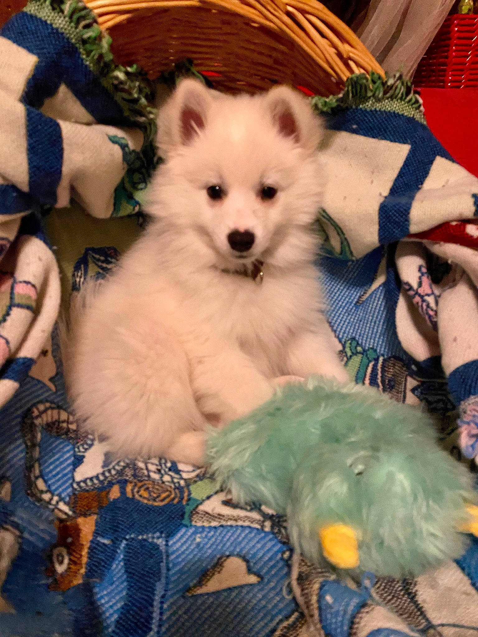 Dante is registered to the contest to win money with this photo: blue, canidae, carnivore, companion_dog, dog, dog_breed, dog_supply, event, fawn, fur, german_spitz, plant, pomeranian, puppy, snout, spitz, sporting_group, toy_dog, whiskers, working_animal