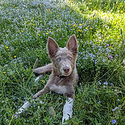 Aska a rejoint le concours — aidez-le/la à gagner de superbes lots ! dog, puppy, blue_eyes, grass, wildflowers, meadow, nature, outdoor, sunlight, greenery, cute, animal, canine, relaxed, summer, flora, ears_up, collar, lying_down, young