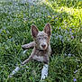 dog, puppy, blue_eyes, grass, wildflowers, meadow, nature, outdoor, sunlight, greenery, cute, animal, canine, relaxed, summer, flora, ears_up, collar, lying_down, young