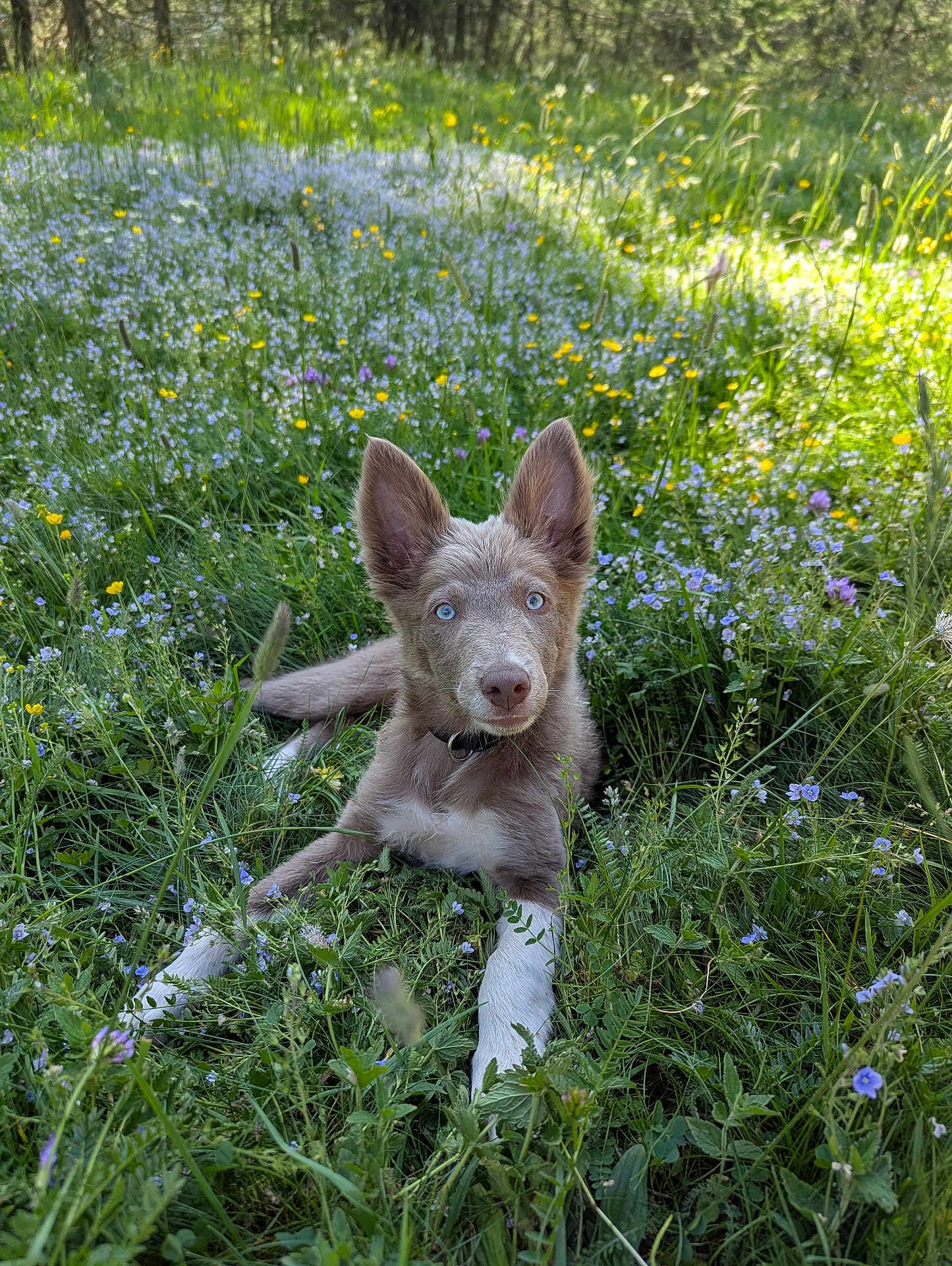 Aska a rejoint le concours — aidez-le/la à gagner de superbes lots ! dog, puppy, blue_eyes, grass, wildflowers, meadow, nature, outdoor, sunlight, greenery, cute, animal, canine, relaxed, summer, flora, ears_up, collar, lying_down, young