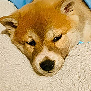Sunday participe au concours pour gagner de l'argent avec cette photo : dog, shiba_inu, pet, sleeping, closeup, face, fur, nose, ears, blanket, soft, cute, resting, indoors, animal, canine, muzzle, lying_down, calm, cozy