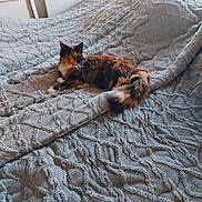 Raja participe au concours pour gagner de l'argent avec cette photo : animal, bed, blanket, cat, comfortable, cozy, domestic, feline, fur, indoor, light, multicolored, pet, relaxed, resting, soft, tail, texture, whiskers, window