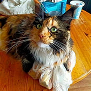 Raja De Nixoiris a rejoint le concours — aidez-le/la à gagner de superbes lots ! abyssinian, animal, bag, box, can, cat, chair, cup, diningtable, furniture, hardwood, kitten, manx, pet, plastic, plasticbag, plywood, table, tin, wood